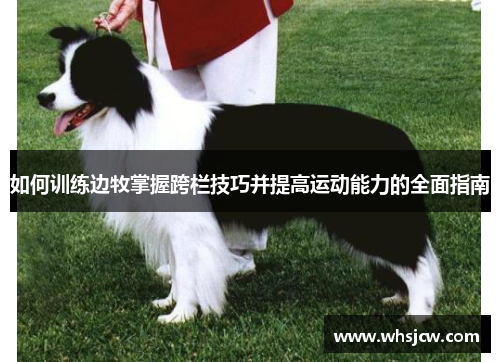 如何训练边牧掌握跨栏技巧并提高运动能力的全面指南